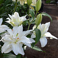 Лилия азиатская махровая Сноуборд