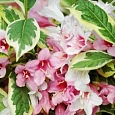 Вейгела цветущая  Variegata