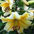 Лилия ОТ-гибрид Сантини Лилия ОТ-гибрид Сантини