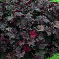 Гейхера Палас Парпл Гейхера Палас Парпл