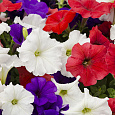 Петуния ампельная F1 Изи Вейв	Флаг микс