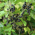 Смородина черная Багира