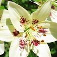 Лилия азиатская Центерфолд Лилия азиатская Центерфолд