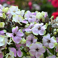 Флокс метельчатый Щербет Бленд (Щербет Коктейль)