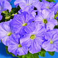 Петуния грандифлора Аладдин Скай Блю