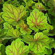 Гейхера гибридная Электра Гейхера гибридная Электра