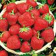 Земляника садовая Эльвира