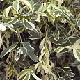 Клен ясенелистный Variegata