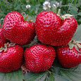 Земляника садовая Гигантелла