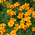 Бархатцы отклоненные Диско Оранж