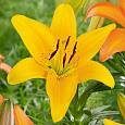 Лилия ЛА-гибрид Йеллоу Даймонд
