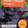 Гейхера гибридная Обсидиан Гейхера гибридная Обсидиан