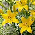 Лилия Yellow County