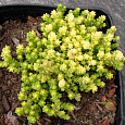 Седум гибридный Йеллоу