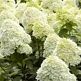 Гортензия метельчатая Limelight