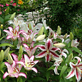 Лилия восточная Спектатор Лилия восточная Спектатор