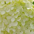 Гортензия метельчатая Limelight