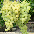 Виноград культурный Московский белый
