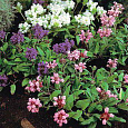 Черноголовка крупноцветковая Смесь окрасок