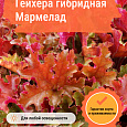 Гейхера гибридная Мармелад Гейхера гибридная Мармелад
