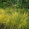 Осока пальмолистная Aurea