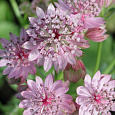 Астранция большая Розовая Симфония