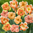 Нарцисс Смесь Окрасок