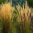 Вейник остроцветковый Karl Foerster