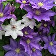 Клематис крупноцветковый Лаура