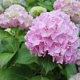 Гортензия крупнолистовая Либертин Пинк Гортензия крупнолистовая Либертин Пинк